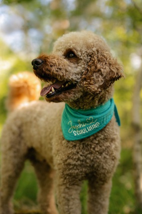 joschi_schulhund.jpg